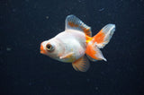 Butterfly  Red White 3.5 Inch (ID#415B8b-34) Free2Day SHIPPING