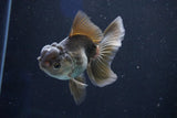 Juvenile Thai Oranda Bronze 3.5 Inch (ID#1018To13b-92) Free2Day SHIPPING