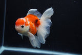 Thai Oranda  Calico 4.5 Inch (ID#1210To5b-96) Free2Day SHIPPING