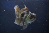 Juvenile Thai Oranda Bronze 3.5 Inch (ID#1018To13b-92) Free2Day SHIPPING