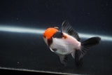 Juvenile Thai Oranda  Tricolor 3 Inch (ID#1231To13b-77) Free2Day SHIPPING