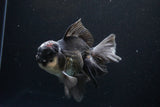 Thai Oranda  Panda 5.5 Inch (ID#1108To6c-110)