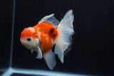 Thai Oranda  Calico 4.5 Inch (ID#1210To5b-96) Free2Day SHIPPING