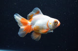 Butterfly  Red White 3.5 Inch (ID#415B8b-34) Free2Day SHIPPING
