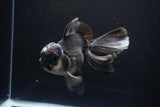 Thai Oranda  Panda 5.5 Inch (ID#1108To6c-110)