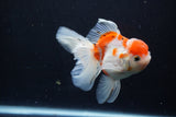 Thai Oranda  Calico 4.5 Inch (ID#1210To5b-96) Free2Day SHIPPING