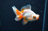 Butterfly  Red White 3.5 Inch (ID#415B8b-34) Free2Day SHIPPING