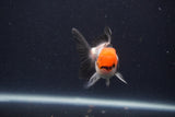 Juvenile Thai Oranda  Tricolor 3 Inch (ID#1231To13b-77) Free2Day SHIPPING