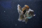 Juvenile Thai Oranda Bronze 3.5 Inch (ID#1018To13b-92) Free2Day SHIPPING