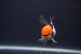 Juvenile Thai Oranda  Tricolor 3 Inch (ID#1231To13b-77) Free2Day SHIPPING