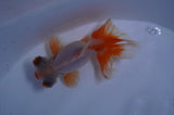 Butterfly  Red White 3.5 Inch (ID#415B8b-34) Free2Day SHIPPING