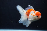 Thai Oranda  Calico 4.5 Inch (ID#1210To5b-96) Free2Day SHIPPING