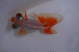 Butterfly  Red White 3.5 Inch (ID#415B8b-34) Free2Day SHIPPING