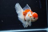 Thai Oranda  Calico 4.5 Inch (ID#1210To5b-96) Free2Day SHIPPING