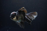 Thai Oranda  Panda 5.5 Inch (ID#1108To6c-110)