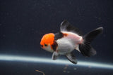 Juvenile Thai Oranda  Tricolor 3 Inch (ID#1231To13b-77) Free2Day SHIPPING