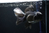 Thai Oranda  Panda 5.5 Inch (ID#1108To6c-110)