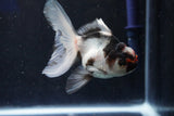 Juvenile Thai Oranda  Tricolor 4 Inch (ID#1018To13b-93) Free2Day SHIPPING