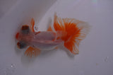 Butterfly  Red White 3.5 Inch (ID#415B8b-34) Free2Day SHIPPING