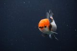 Juvenile Thai Oranda  Tricolor 3 Inch (ID#1231To13b-77) Free2Day SHIPPING