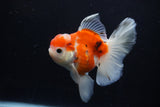 Thai Oranda  Calico 4.5 Inch (ID#1210To5b-96) Free2Day SHIPPING