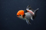 Juvenile Thai Oranda  Tricolor 3 Inch (ID#1231To13b-77) Free2Day SHIPPING