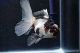 Juvenile Thai Oranda  Tricolor 4 Inch (ID#1018To13b-93) Free2Day SHIPPING