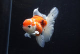 Thai Oranda  Calico 4.5 Inch (ID#1210To5b-96) Free2Day SHIPPING