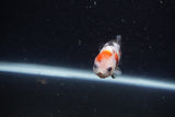 Baby Ranchu  Calico 2.5 Inch (ID#1224R9c-24) Free2Day SHIPPING