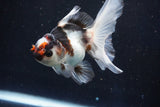 Juvenile Thai Oranda  Tricolor 4 Inch (ID#1018To13b-93) Free2Day SHIPPING