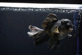 Thai Oranda  Panda 5.5 Inch (ID#1108To6c-110)