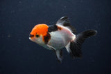 Juvenile Thai Oranda  Tricolor 3 Inch (ID#1231To13b-77) Free2Day SHIPPING