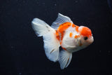 Thai Oranda  Calico 4.5 Inch (ID#1210To5b-96) Free2Day SHIPPING