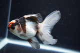 Juvenile Thai Oranda  Tricolor 4 Inch (ID#1018To13b-93) Free2Day SHIPPING