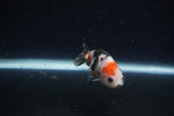 Baby Ranchu  Calico 2.5 Inch (ID#1224R9c-24) Free2Day SHIPPING