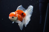 Thai Oranda  Calico 4.5 Inch (ID#1210To5b-96) Free2Day SHIPPING