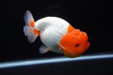 Lionchu  Red White 4.5 Inch (ID#311R12b-88) Free2Day SHIPPING