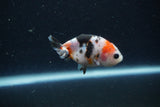 Baby Ranchu  Calico 2.5 Inch (ID#1224R9c-24) Free2Day SHIPPING