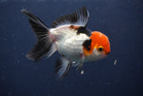 Juvenile Thai Oranda  Tricolor 3 Inch (ID#1231To13b-77) Free2Day SHIPPING