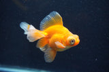 Butterfly  Red White 3.5 Inch (ID#415B8b-35) Free2Day SHIPPING