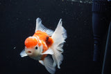 Thai Oranda  Calico 4.5 Inch (ID#1210To5b-96) Free2Day SHIPPING