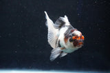 Juvenile Thai Oranda  Tricolor 4 Inch (ID#1018To13b-93) Free2Day SHIPPING