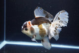 Thai Oranda  Tricolor 6 Inch (ID#1108To6c-111)