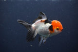 Juvenile Thai Oranda  Tricolor 3 Inch (ID#1231To13b-77) Free2Day SHIPPING