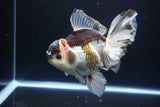 Thai Oranda  Tricolor 6 Inch (ID#1108To6c-111)