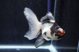 Juvenile Thai Oranda  Tricolor 4 Inch (ID#1018To13b-93) Free2Day SHIPPING