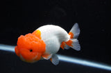 Lionchu  Red White 4.5 Inch (ID#311R12b-88) Free2Day SHIPPING