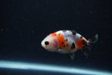 Baby Ranchu  Calico 2.5 Inch (ID#1224R9c-24) Free2Day SHIPPING