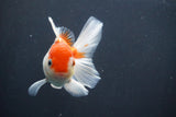 Juvenile Thai Oranda  Red White 3.5 Inch (ID#906To13bpt6-53) Free2Day SHIPPING