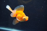 Butterfly  Red White 3.5 Inch (ID#415B8b-35) Free2Day SHIPPING